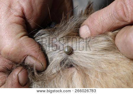 Help Clean Ticks From Dogs.