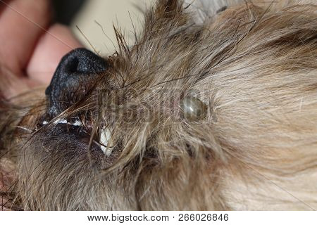 Help Clean Ticks From Dogs.