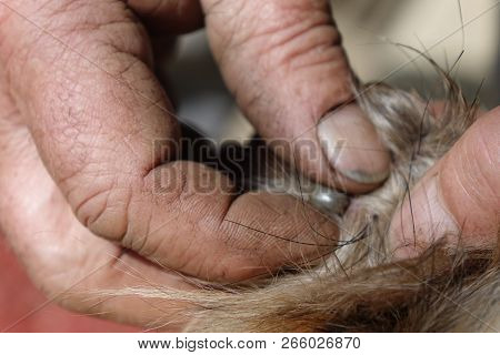 Help Clean Ticks From Dogs.