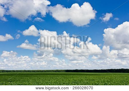 Green Corn Fied And Cloudy Sky. Dark Green Forest On Background