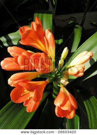 오렌지 clivia 꽃