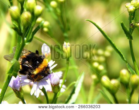 Bumblebee Collects Pollen From Chamomile In The Field
