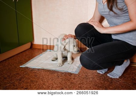 Puppy Of The Golden Retriever Walks To The Toilet On The Absorbent Diaper. Concept Training, Trainin