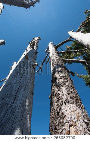 Whitebark Pine Trees Looking Up To The Sky In Crater Lake National Park