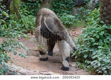 Anteater Walking Around Finding Food - Vermilingua