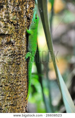 Geco diurno Madagascar