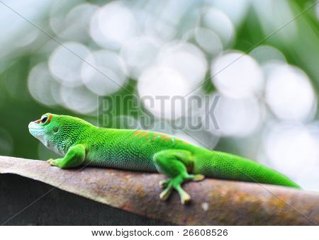 Geco diurno Madagascar