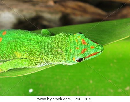 Geco diurno Madagascar