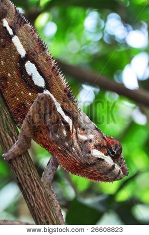 Furcifer pardalis