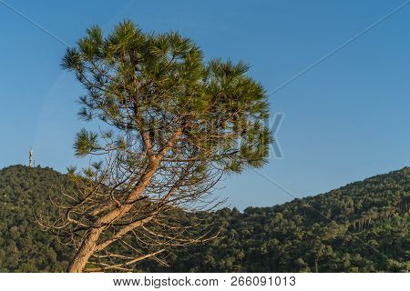 Single Pine Tree On The Rocky Croatian Coast In Dubrovnik In Summer, Croatia