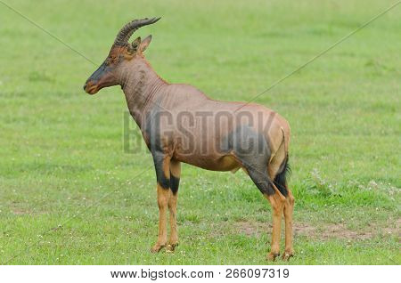 Closeup of Topi (scientific name: Damaliscus lunatus jimela or 