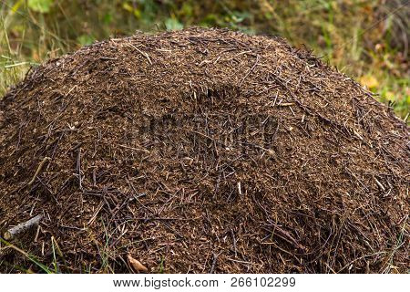 Ant Heap In The Forest With Red Ants