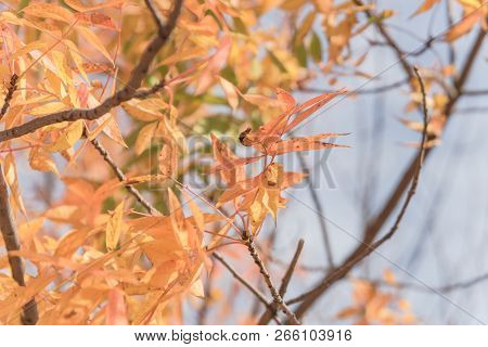 Bright Orange Chinese Pistache Leaves In Fall Season In Dallas, Texas