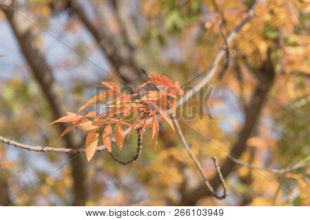 Bright Orange Chinese Pistache Leaves In Fall Season In Dallas, Texas