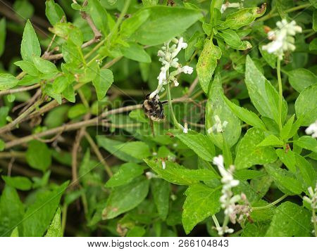 A Furry Bee Bumble Bee On A High Nectar Plant. The Bees Nectar Sacs Are Loaded With Nectar And Blend