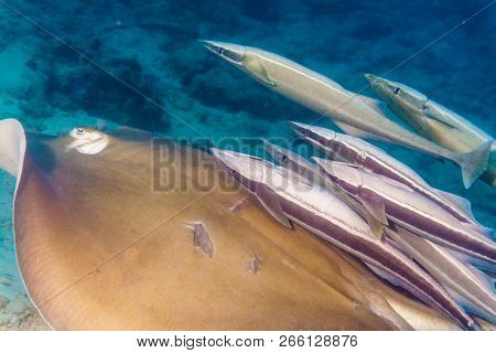 Stingray And  Suckerfish. Diving In Maldives. Indian Ocean.