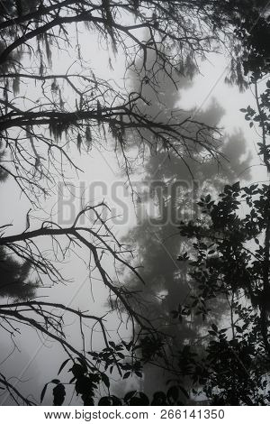 Silhouettes in a foggy Laurel forest in Tenerife, Canary Islands