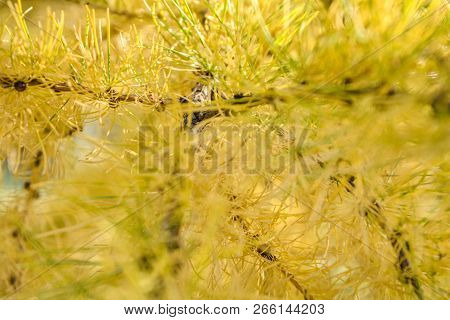 Yellow Sprig Of European Larch Or Larix Decidua On Blurred Background. Branch Of Larch