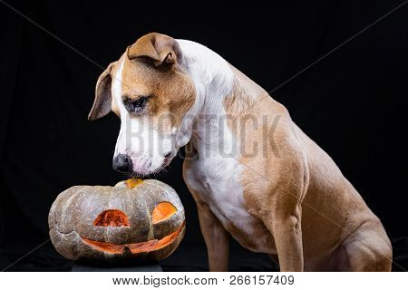 Dog And Halloween Pumpkin Lantern On Black Background. Cute Staffordshire Terrier Puppy Sits And Loo