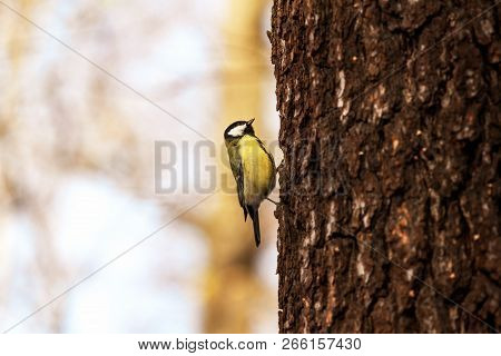 Blue Tit Sitting On A Oak Tree Trunk