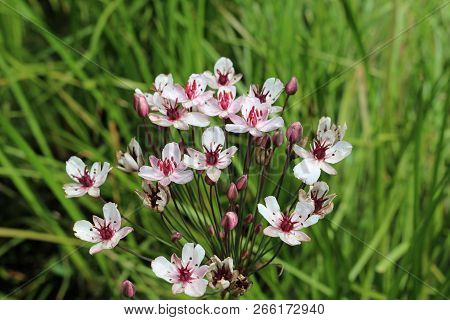 Pink Flowering Rush (butomus Umbellatus) Flowers In Close Up With Leaves And Flower Stems Of The Sam