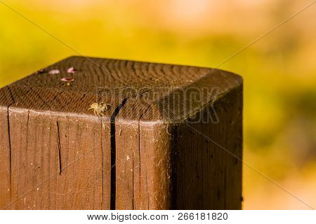 Jumping Spider With Translucent Body On Square Wooden Post Looking Toward Camera.