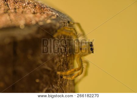 Closeup Of Jumping Spider With Translucent Body On Wooden Post Looking At Camera.