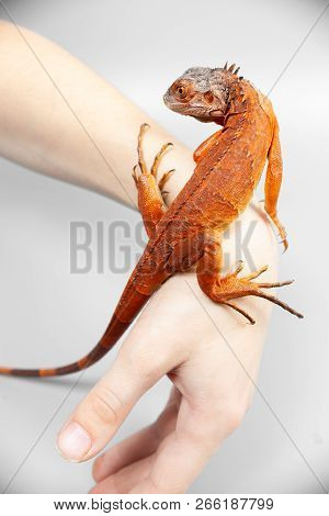 Woman Holding Orange Red Colorful Iguana In Her Hand, Closeup, On Grey Background