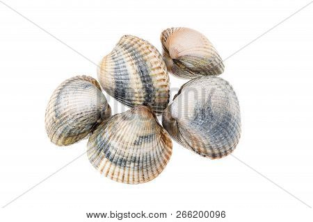 Fresh Cockles Isolated On White Background. Cerastoderma Edulis. Bivalve Mollusc