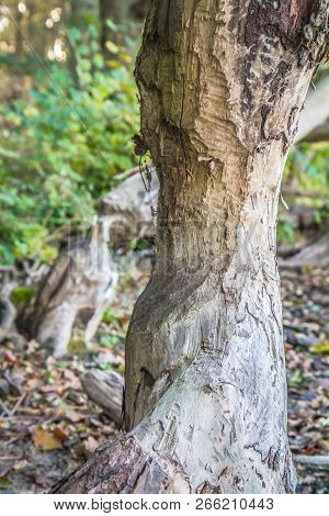 Trees Damaged By Beavers On A Lake Shore