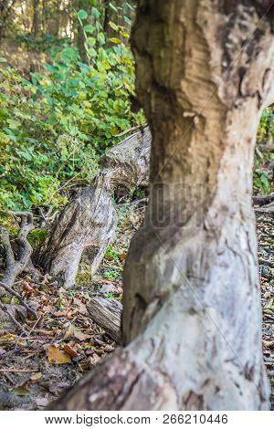 Trees Damaged By Beavers On A Lake Shore