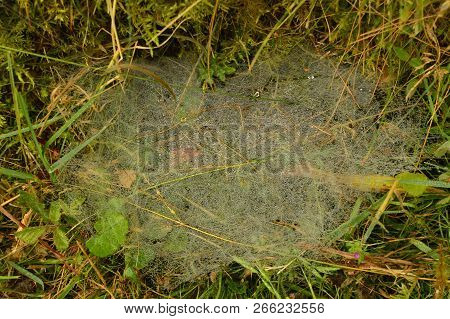 Spider Webs Covered By The Morning Dew In Rebedul. Nature, Animals, Landscapes, Travel. August 2, 20