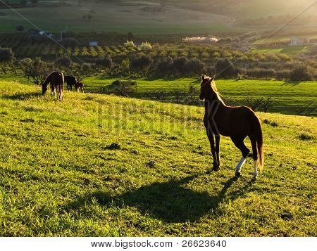 paisagem do país ao pôr do sol com cavalos