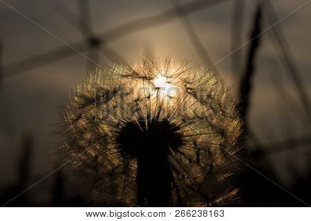 Golden Sunset Through A Dandelion Flower Head