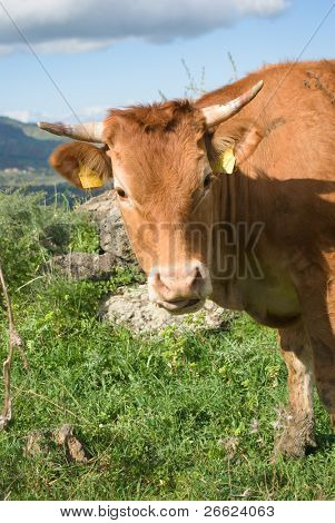 head of cow