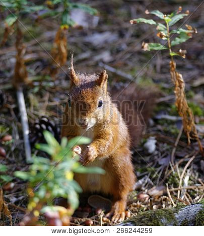 Eurasian Red Squirrel