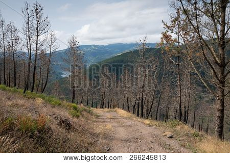 Camino De Santiago Trail Between Pola De Allande And Grandas De Salime, Asturias, Spain