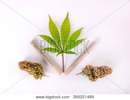 Detail of cannabis leaf, nugs and pre rolls isolated on white - medical marijuana concept