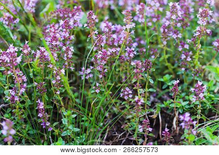 Blooming Brotherworth Group Of Plants Outdoor - Tea Plant