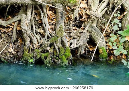 Big Tree Roots By The River, Image For Background