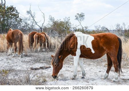 Wild Horses Grazing - Assateague Island National Seashore, A Barrier Island In Maryland