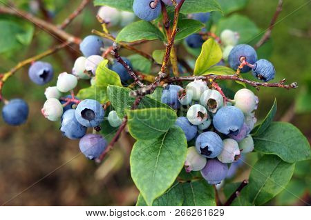 Bog whortleberry (Vaccinium uliginosum) cluster.