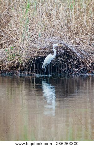 Great Egret Ardea Alba In The Wildlife Reserve Biotopo Monterrico-hawaii, Guatemala