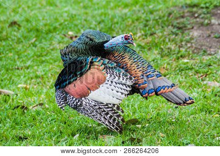 Ocellated Turkey Meleagris Ocellata In Guatemala, Near Tikal Ruins.