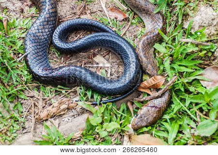 Indigo Snake Drymarchon Corais Killed By A Machete, Guatemala