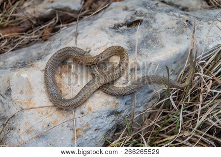 Dead Freminvilles Scorpion-eating Snake Stenorrhina Freminvillei , Northwestern Guatemala