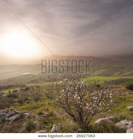 almond tree blooming in landscape of sicilian hinterland in a misty sunset