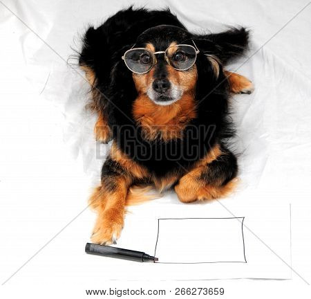 One Female Old Black Dog Drawing On A White Paper