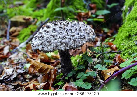 Cone Fungus In Autumn, Strobilomyces Strobilaceus, Bavaria, Germany, Europe