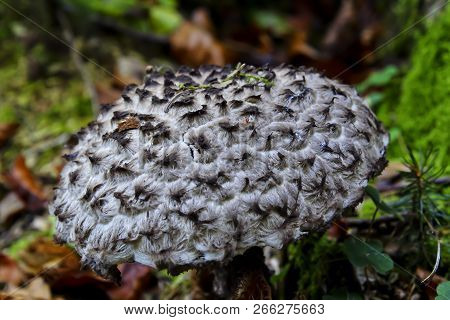 Cone Fungus In Autumn, Strobilomyces Strobilaceus, Bavaria, Germany, Europe